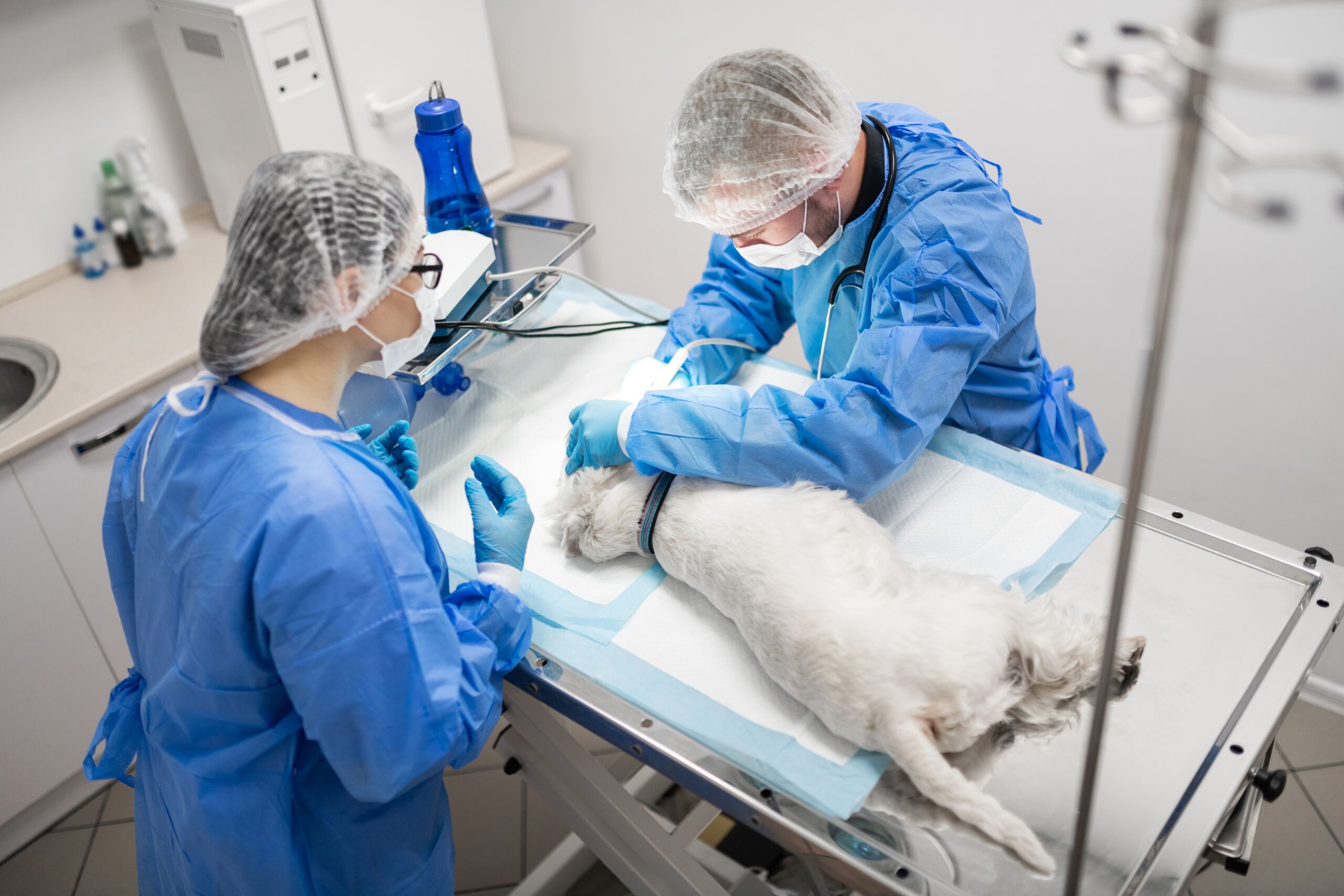 Veterinarians in blue scrubs and masks perform a medical procedure on a dog lying on an examination table.